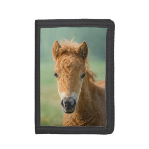 Cute Shetland Pony Foal Horse Head Frontal Photo ' Tri-fold Wallet