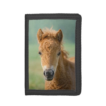 Cute Shetland Pony Foal Horse Head Frontal Photo &#39; Tri-fold Wallet