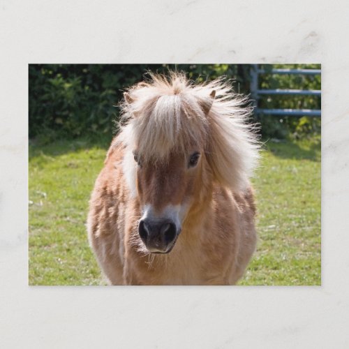 Cute shetland pony head close_up postcard