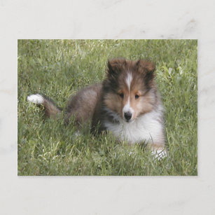 Cute Shetland Sheepdog puppy lying in grass Postcard