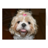 Cute Shih Tzu (Front Horizontal)