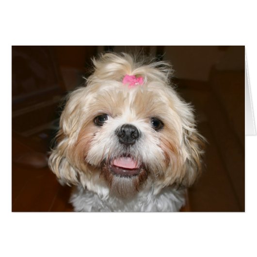 Cute Shih Tzu Cards (Front Horizontal)