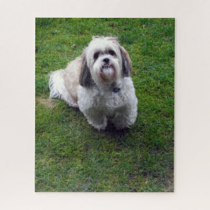 Cute Shih Tzu Fluffy Dog Picture Photo Jigsaw Puzzle