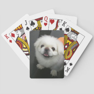 Cute shih tzu looking at the camera poker cards