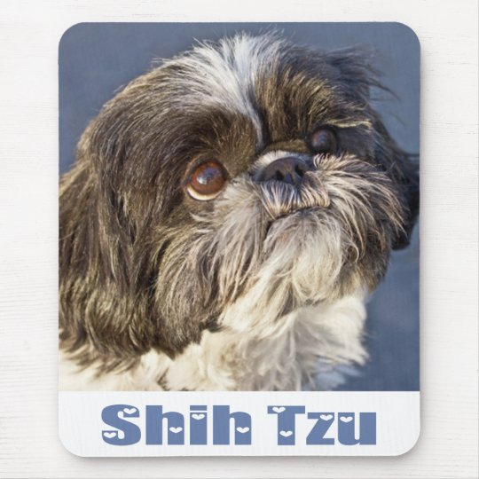 cutest shih tzu