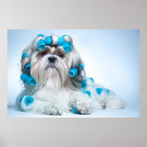 Cute Shih Tzu Poster