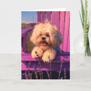 Cute Shih Tzu Puppy Smiling (Dog Days) Thank You Card