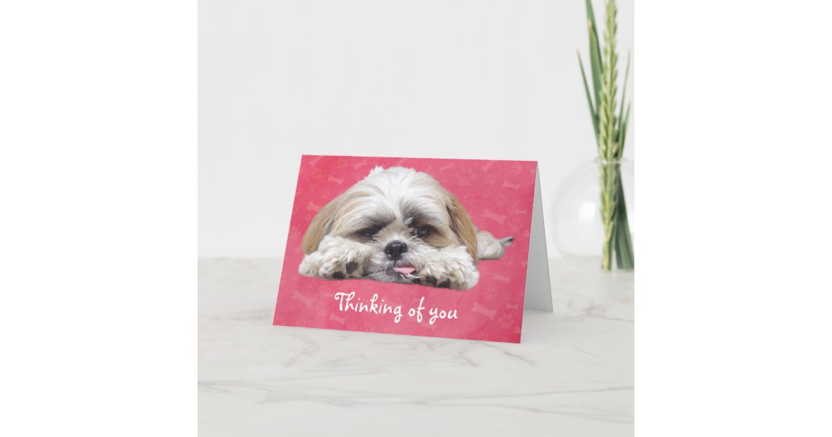 Cute Shih Tzu Puppy Thinking Of You Card Zazzle Com