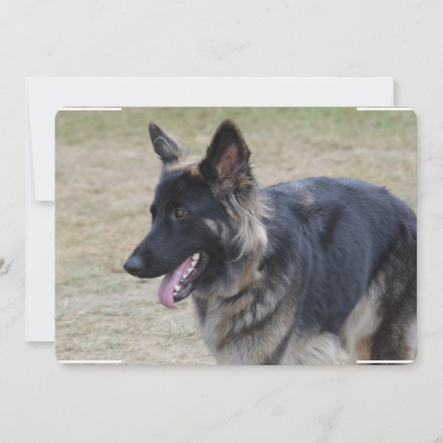 Cute Shiloh Shepherd Invitation (Front)