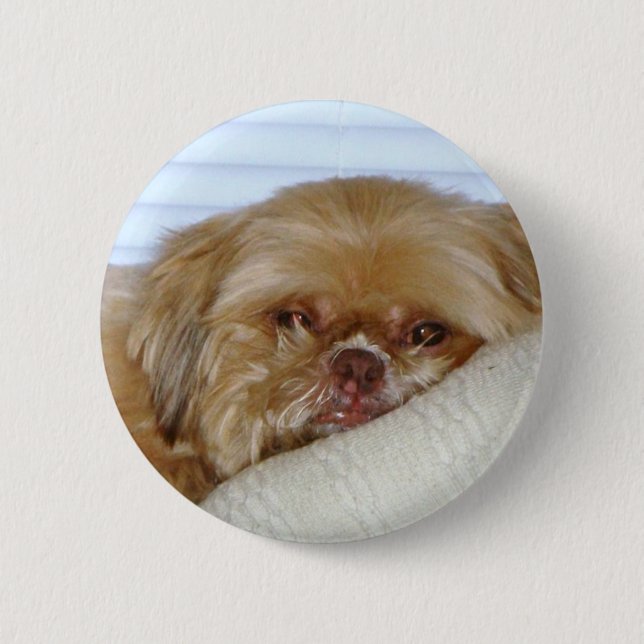 Cute Shitzu Pinback Button (Front)