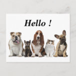 cute short hair cat friends basset hound bull dog postcard