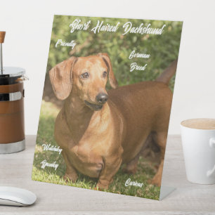 Cute Shorthaired Red Dachshund Pestastal Sign