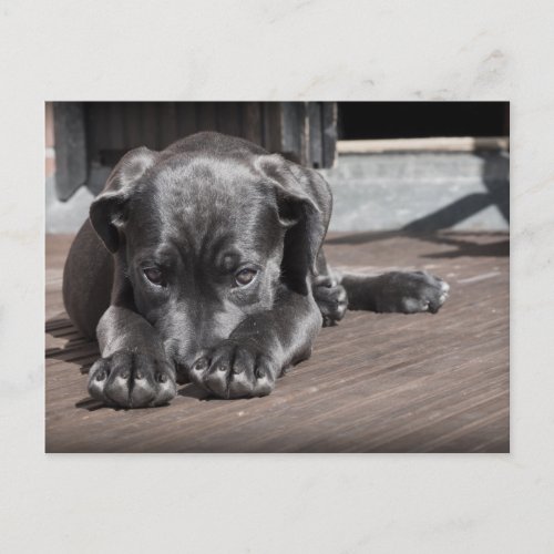Cute Shy Gray Great Dane Puppy Postcard