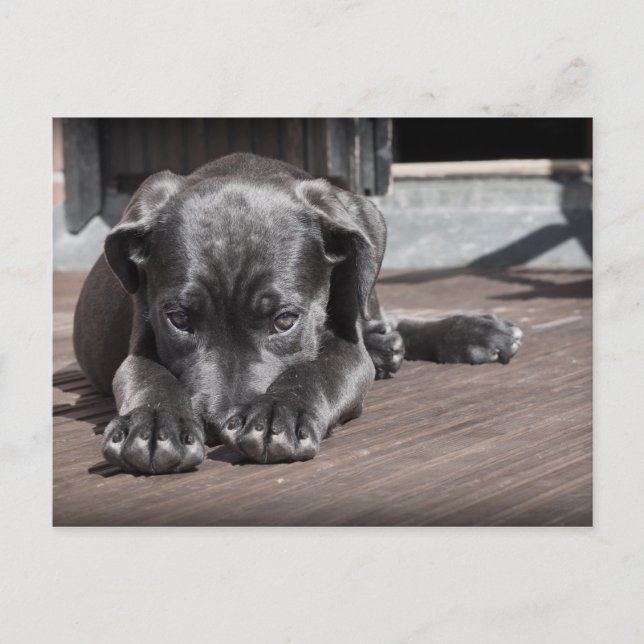 Cute, Shy, Gray, Great Dane Puppy Postcard (Front)