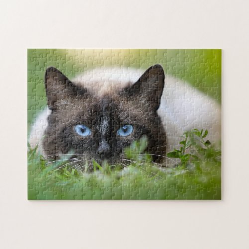 Cute Siamese Cat Photo Jigsaw Puzzle