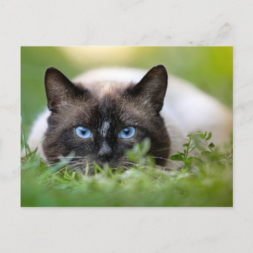 Cute Siamese Cat Photo Postcard