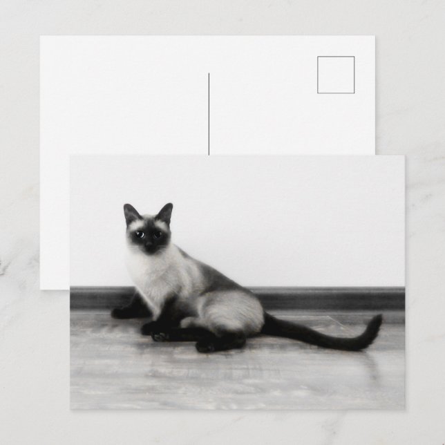 CUTE Siamese Cat Portrait Photograph  Postcard (Front/Back)