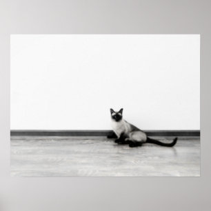 CUTE Siamese Cat Portrait Photograph Poster