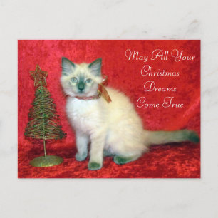Cute Siamese Kitten Christmas Tree  Holiday Postcard