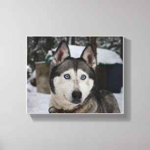 Cute Siberian Husky Canvas Print