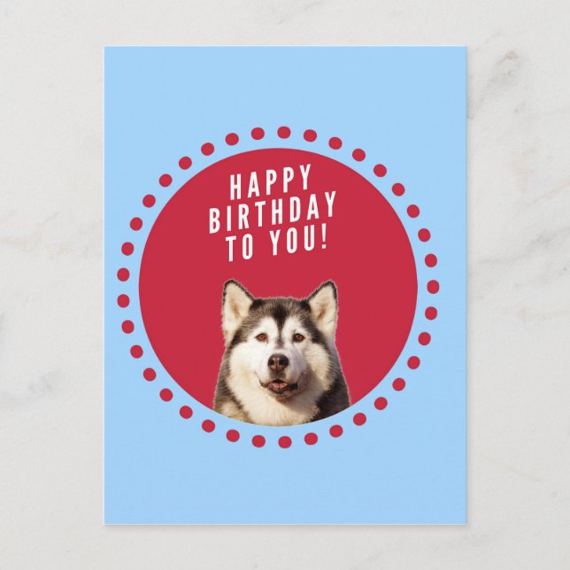 Cute Siberian Husky Happy Birthday blue red dots Postcard (Front)