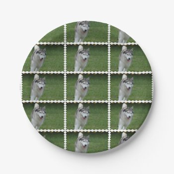 Cute Siberian Husky Paper Plates by DogPoundGifts at Zazzle