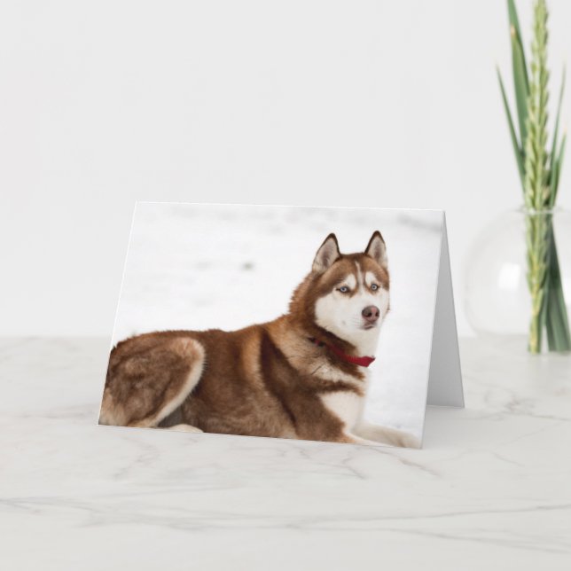 Cute Siberian Husky Portrait Card (Front)