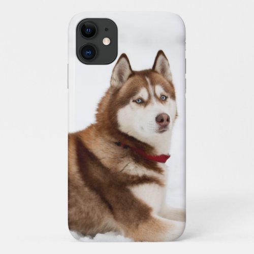 Cute Siberian Husky Portrait iPhone 11 Case