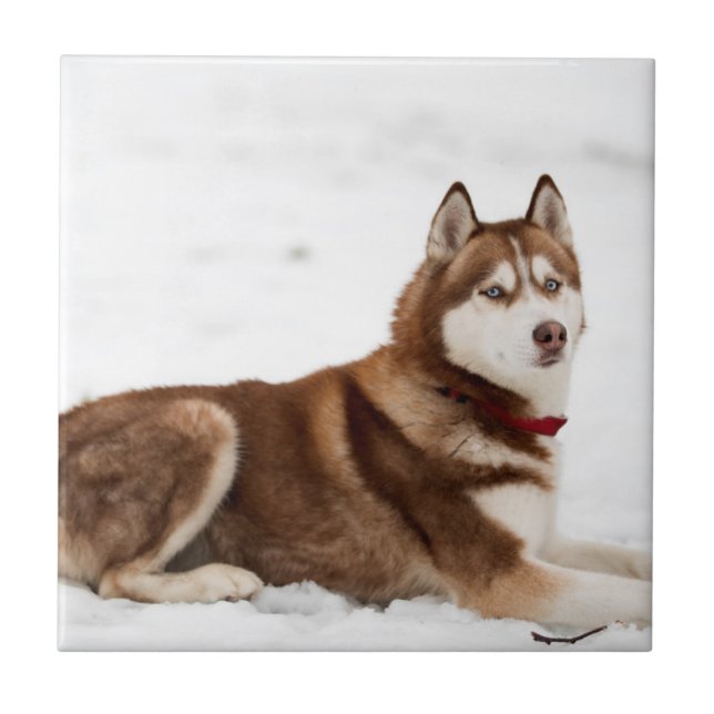Cute Siberian Husky Portrait Ceramic Tile (Front)