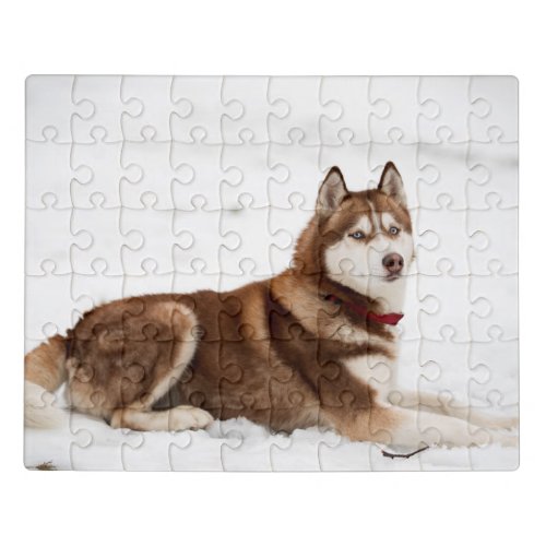 Cute Siberian Husky Portrait Jigsaw Puzzle