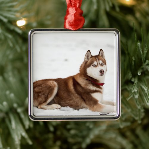 Cute Siberian Husky Portrait Metal Ornament