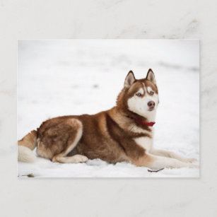 Cute Siberian Husky Portrait Postcard