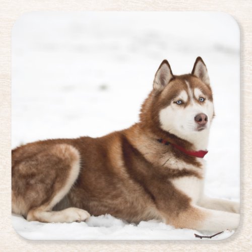 Cute Siberian Husky Portrait Square Paper Coaster