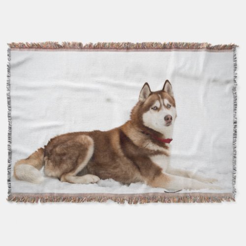 Cute Siberian Husky Portrait Throw Blanket