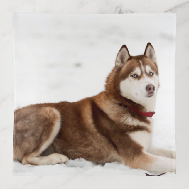 Cute Siberian Husky Portrait Trinket Tray (Front)