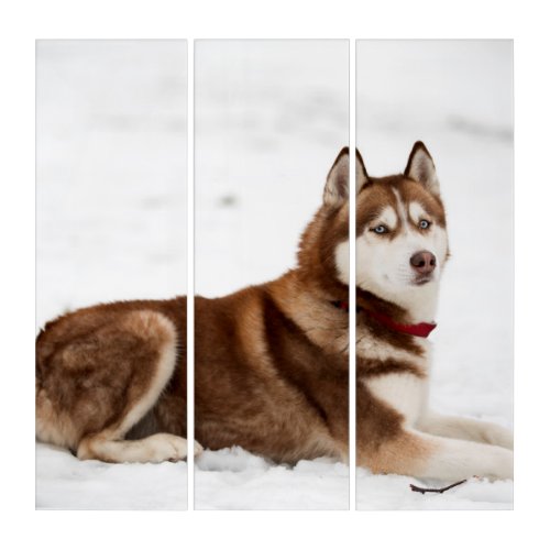 Cute Siberian Husky Portrait Triptych