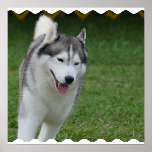 Cute Siberian Husky Poster (Front)