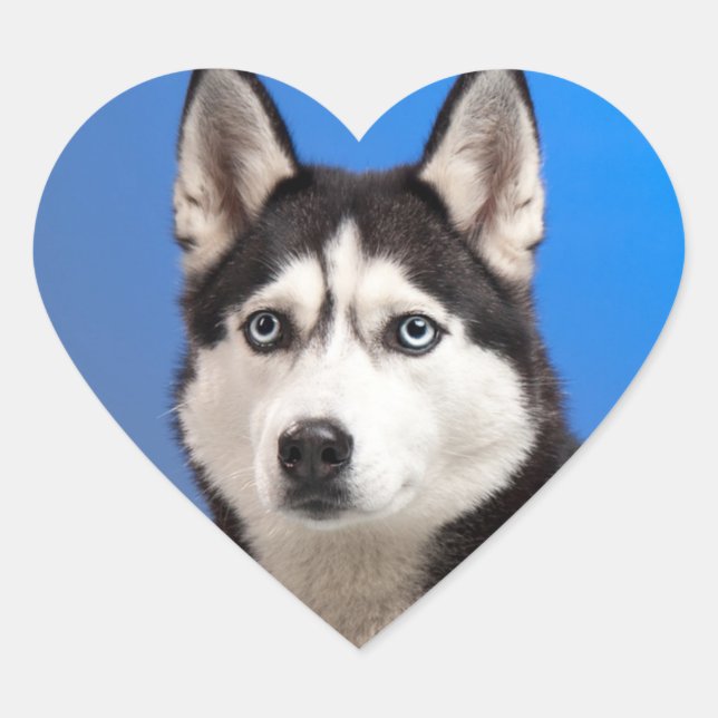 Cute Siberian Husky Puppy Dog Heart Sticker (Front)