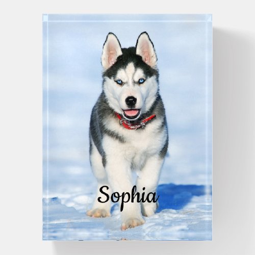 Cute Siberian Husky Puppy Dog in the Snow Paperweight