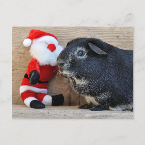 Cute Silver Fox Guinea Pig and Santa Holiday Postcard