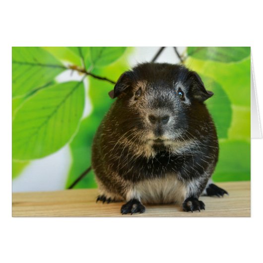 Cute Silver Fox Guinea Pig Cards (Front Horizontal)
