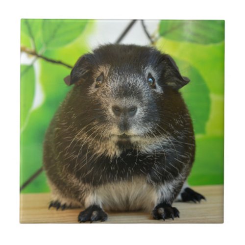 Cute Silver Fox Guinea Pig Ceramic Tile