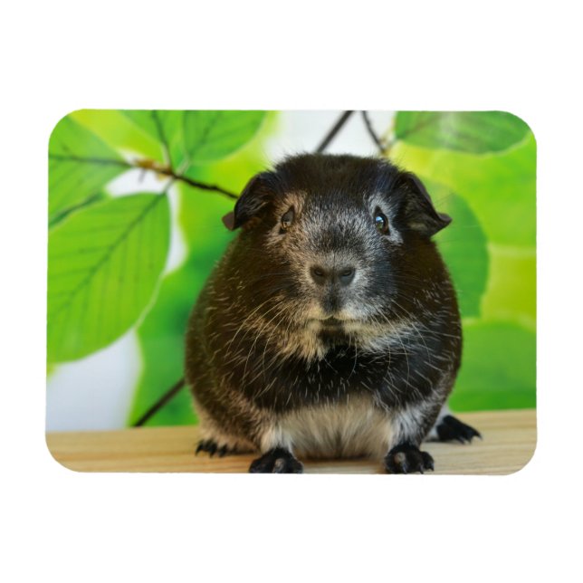 Cute Silver Fox Guinea Pig Magnet (Horizontal)