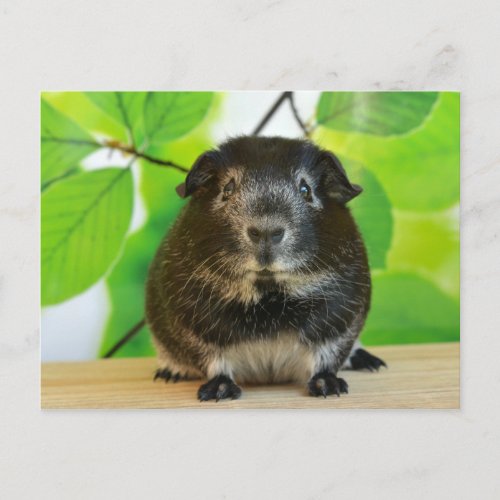 Cute Silver Fox Guinea Pig Postcard
