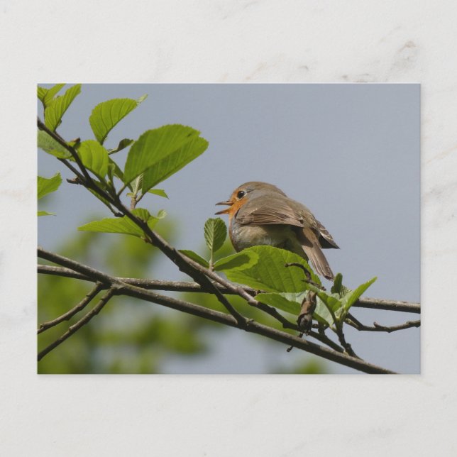 Cute Singing Robin DIY Postcard (Front)