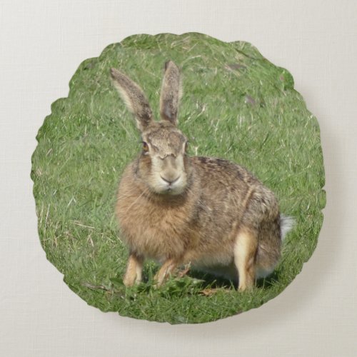 Cute Sitting Hare Close up Round Pillow