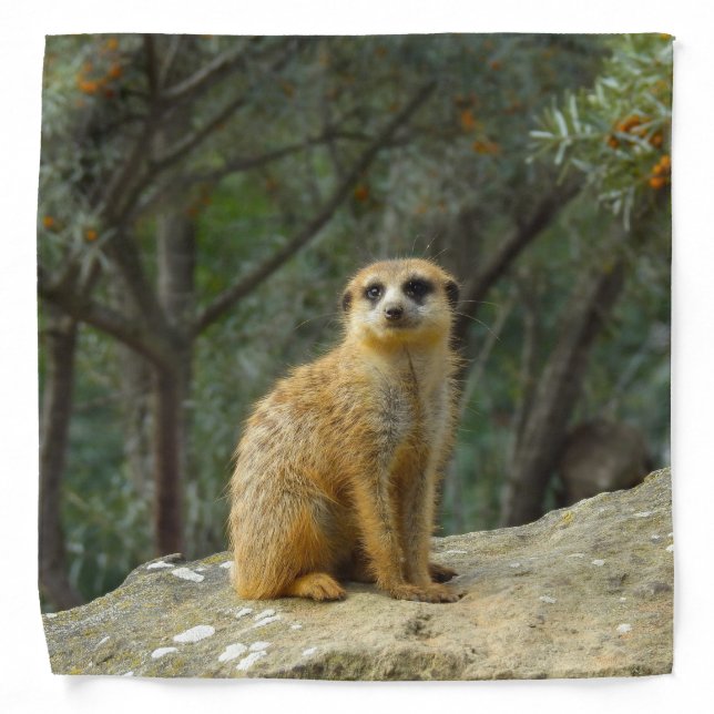 Cute Sitting Meerkat Photograph Bandana (Front)