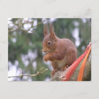 Cute Sitting Squirrel DIY Postcard