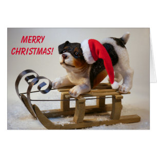 Cute Sled Dog Christmas Cards