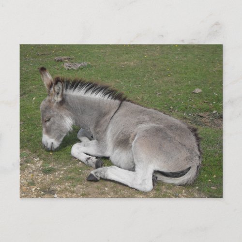 Cute sleeping baby donkey foal postcard